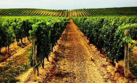 vineyard